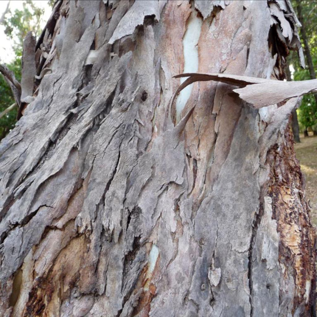 Eucalyptus fastigata - Eucalipto