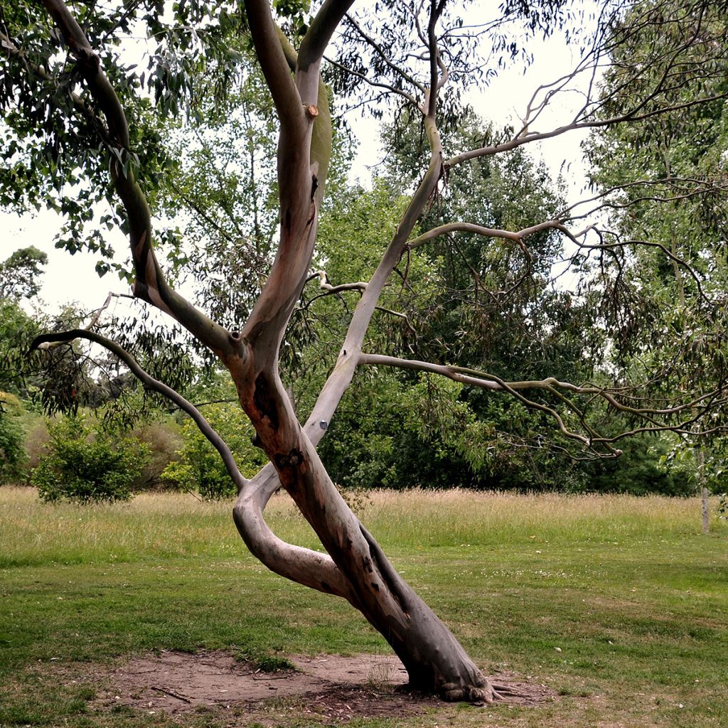 Eucalyptus glaucescens Central Victoria - Eucalipto