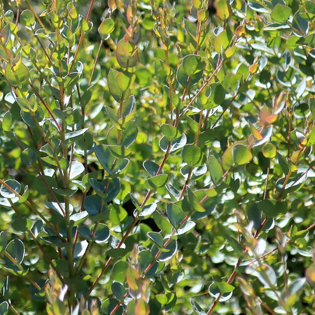 Eucalyptus kruseana latens Moon Lagoon - Eucalipto