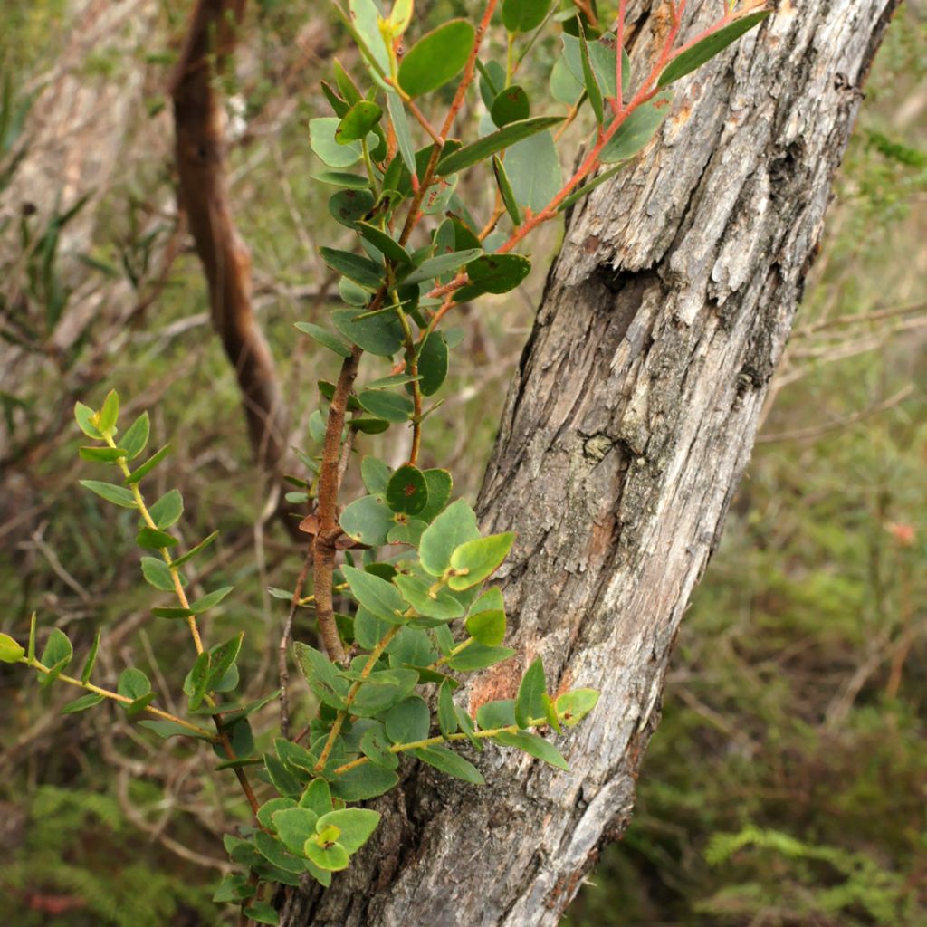 Eucalyptus ligustrina - Eucalipto