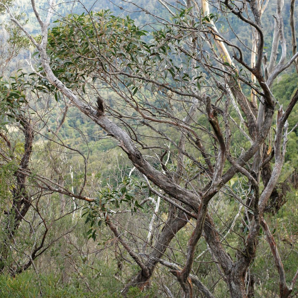 Eucalyptus ligustrina - Eucalipto