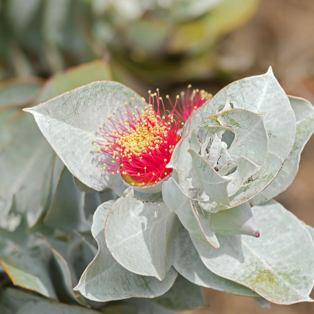 Eucalyptus macrocarpa - Eucalipto