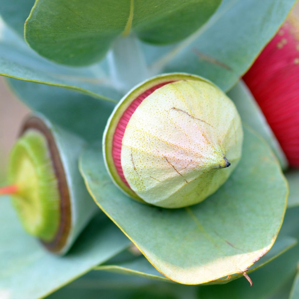 Eucalyptus macrocarpa - Eucalipto