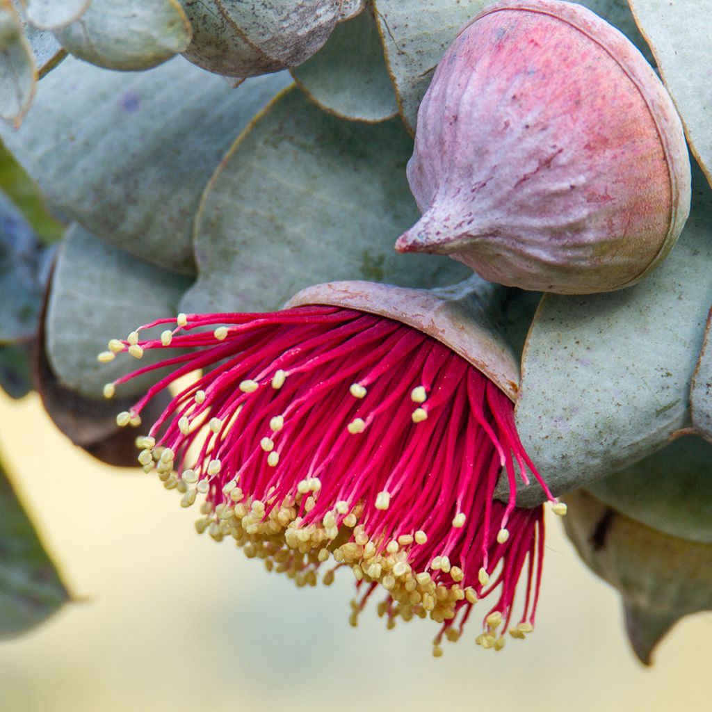 Eucalyptus macrocarpa - Eucalipto