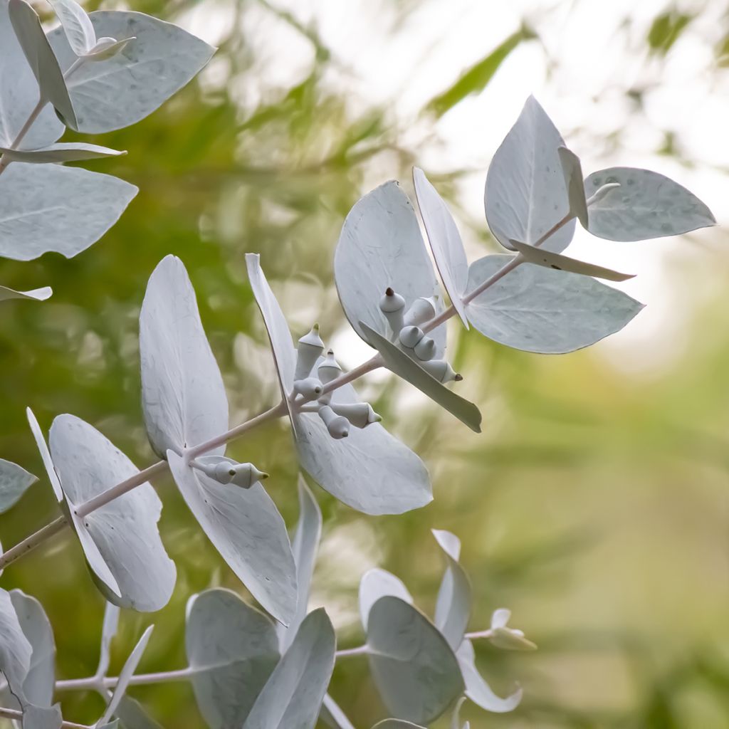 Eucalyptus macrocarpa - Eucalipto