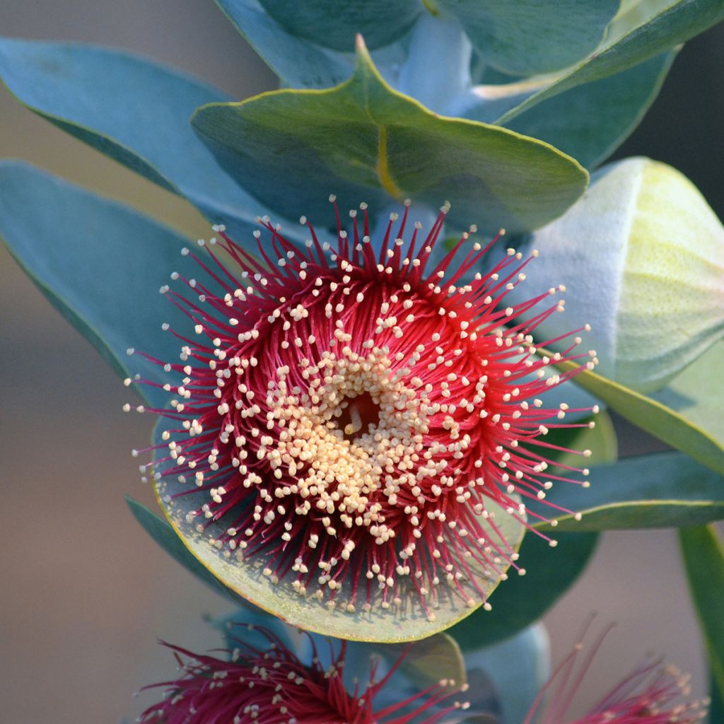Eucalyptus macrocarpa - Eucalipto