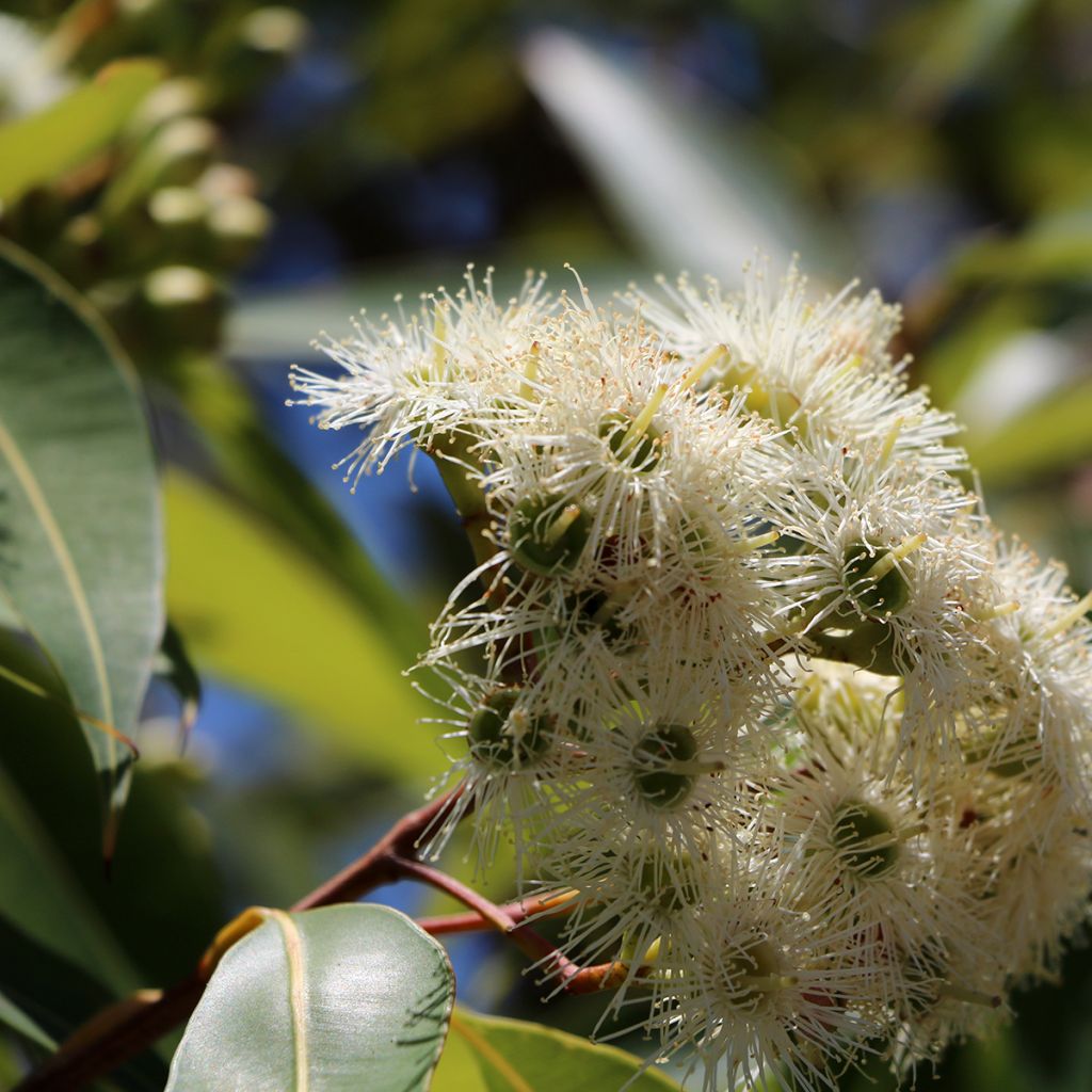 Eucalyptus scoparia - Eucalipto