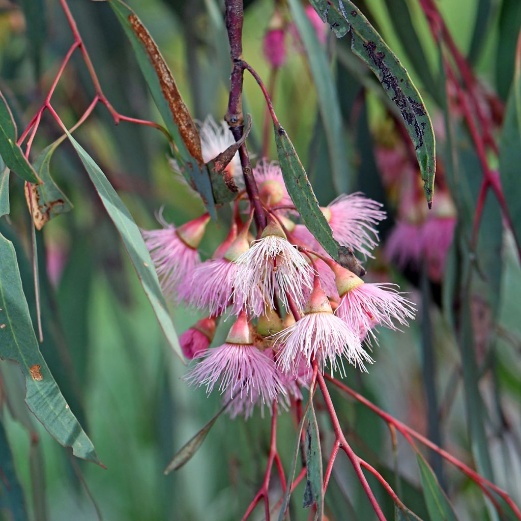 Eucalyptus sideroxylon - Eucalipto