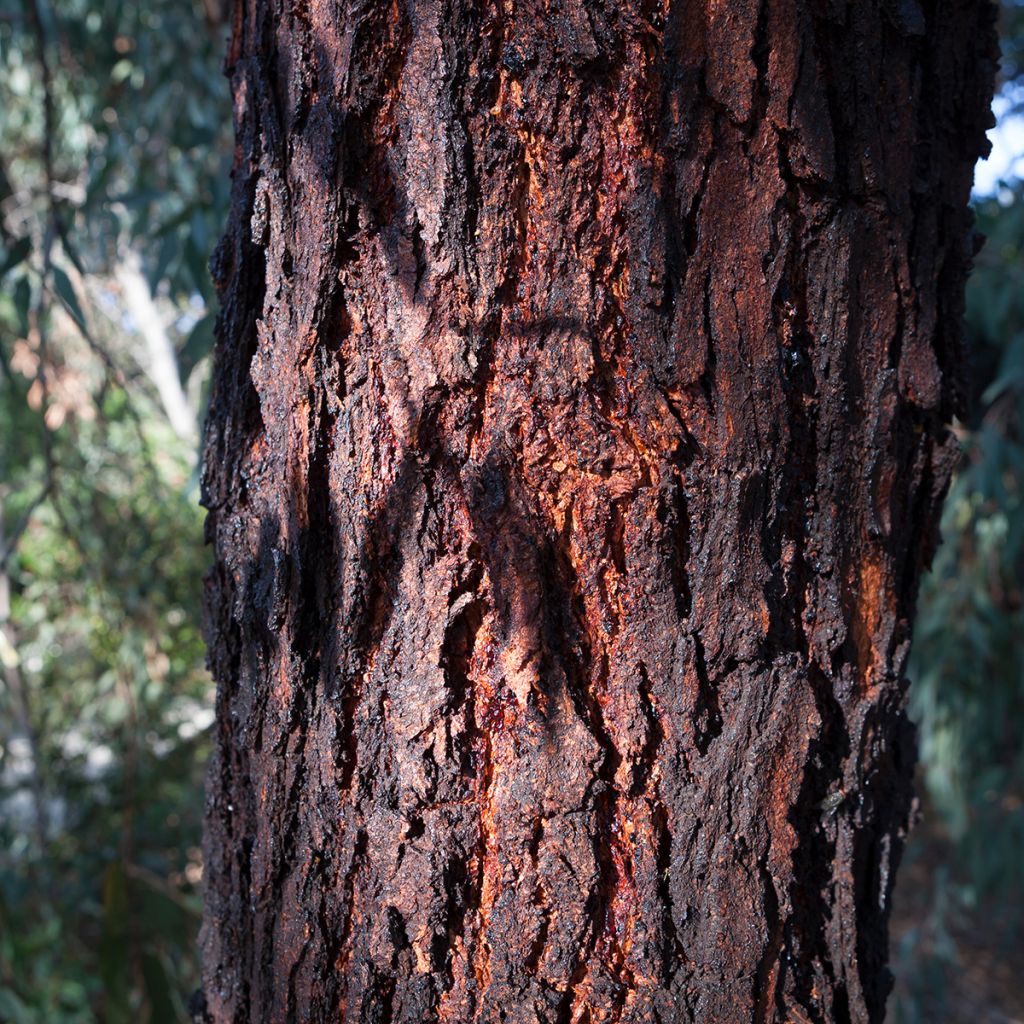 Eucalyptus sideroxylon - Eucalipto
