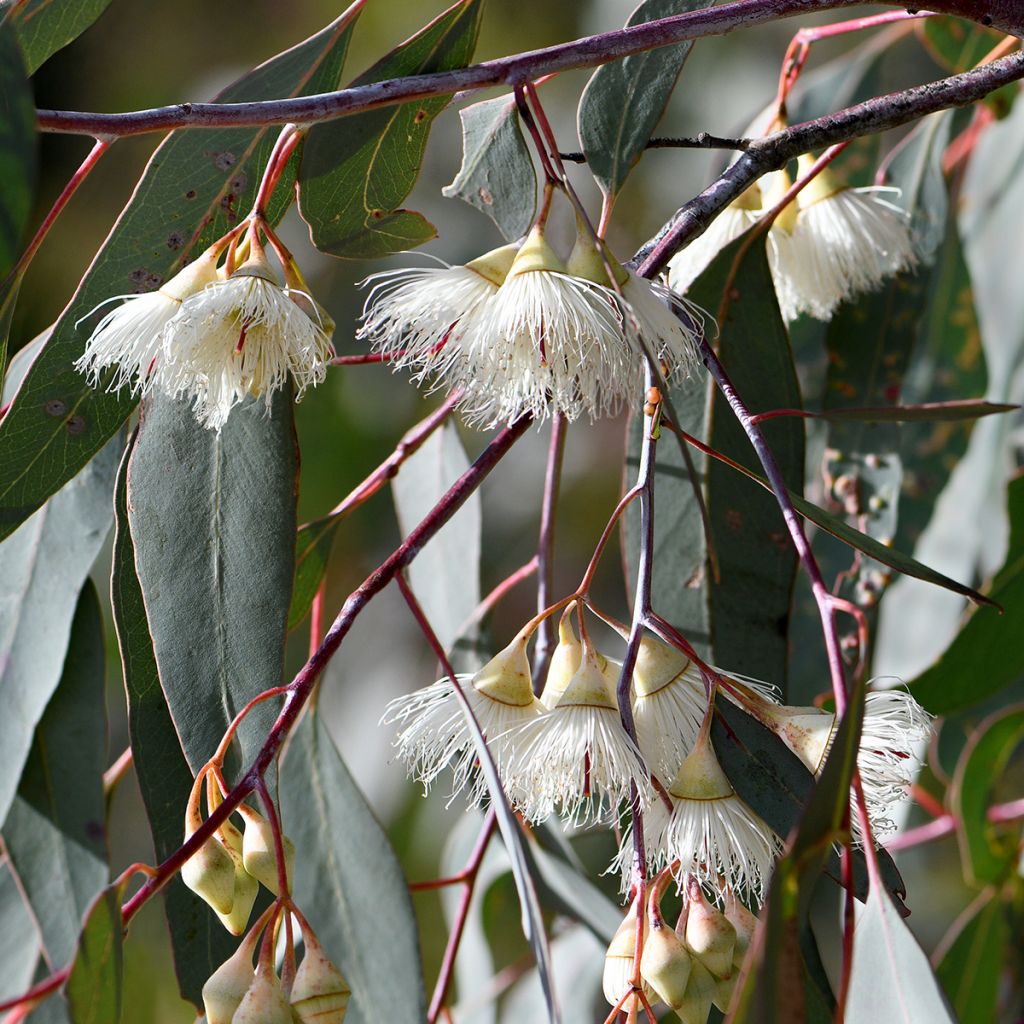 Eucalyptus sideroxylon - Eucalipto