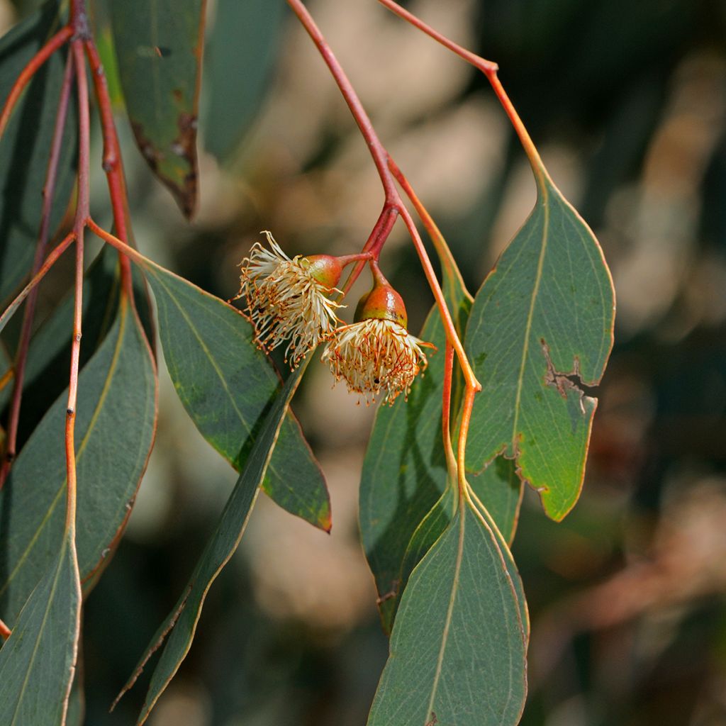 Eucalyptus sideroxylon - Eucalipto