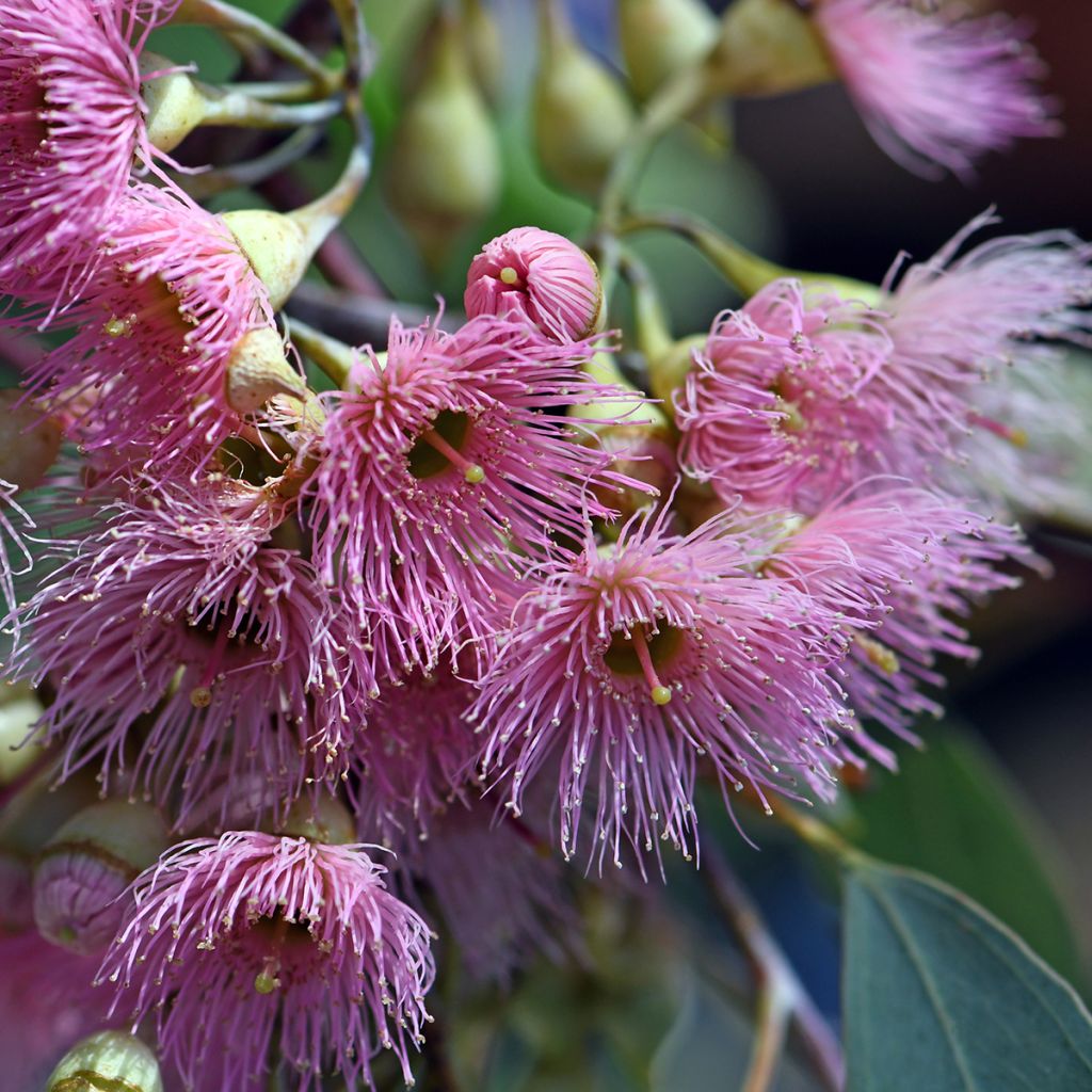 Eucalyptus sideroxylon - Eucalipto