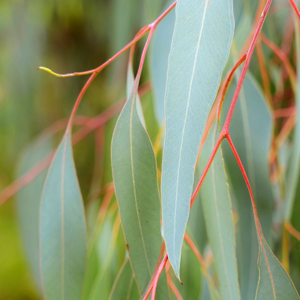 Eucalyptus sideroxylon - Eucalipto