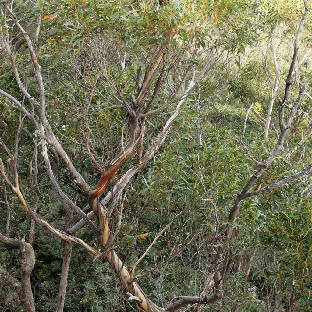 Eucalyptus smithii - Eucalipto Smithii