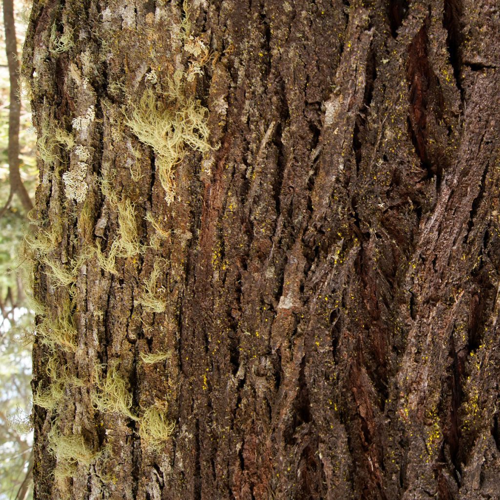 Eucalyptus smithii - Eucalipto Smithii