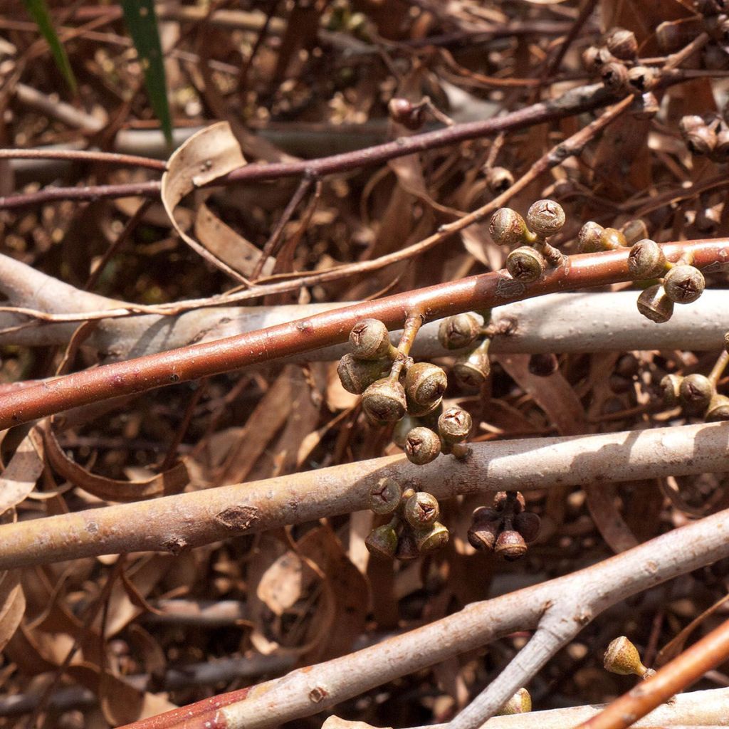 Eucalyptus smithii - Eucalipto Smithii