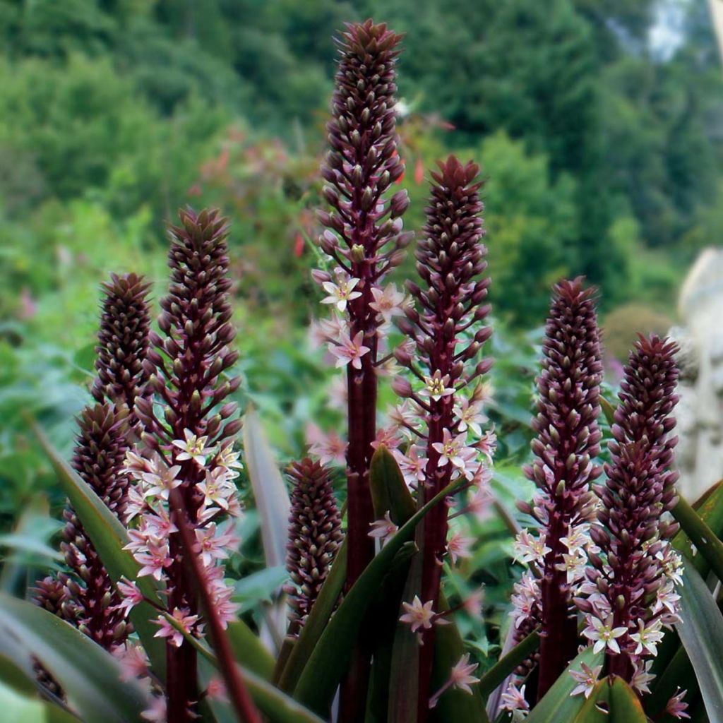 Eucomis comosa Sparkling Rosy® - Eucomide rose