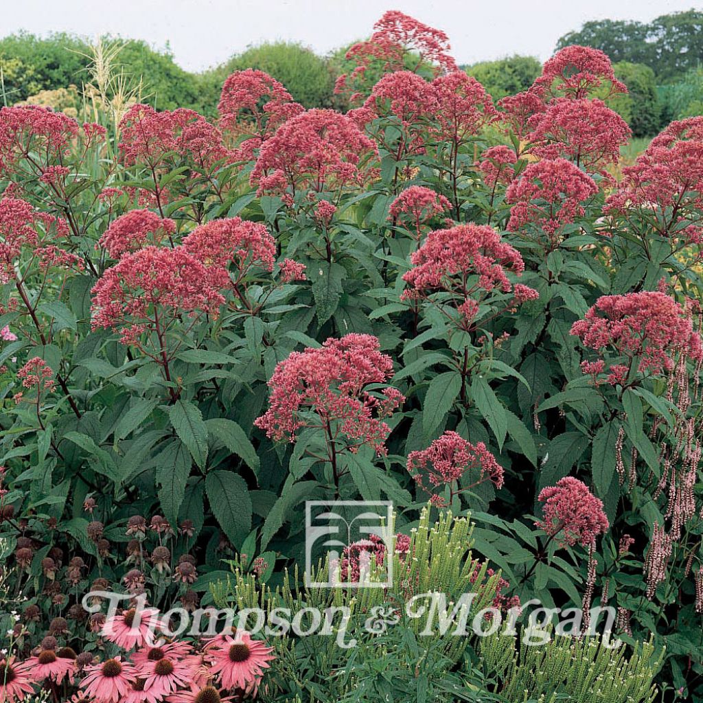 Eupatorium Maculatum Atropurpureum