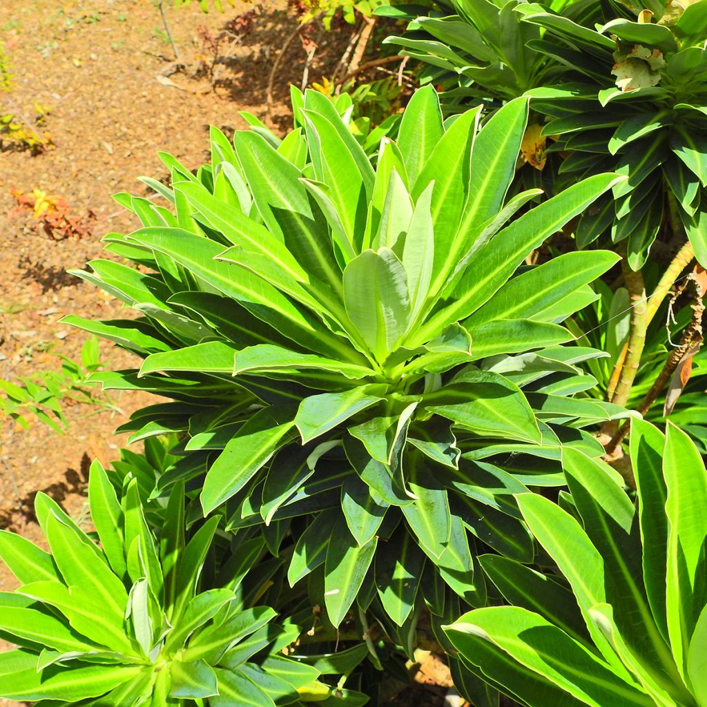 Euphorbia stygiana