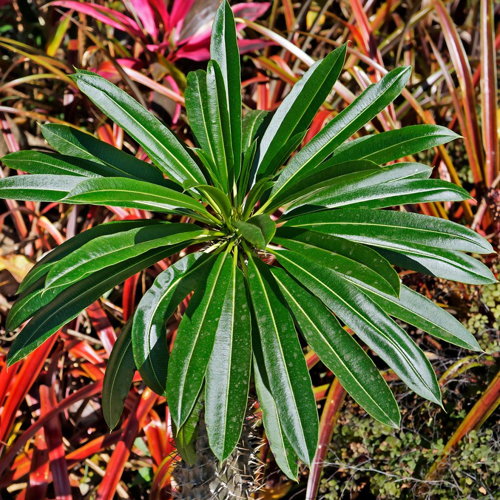 Euphorbia stygiana