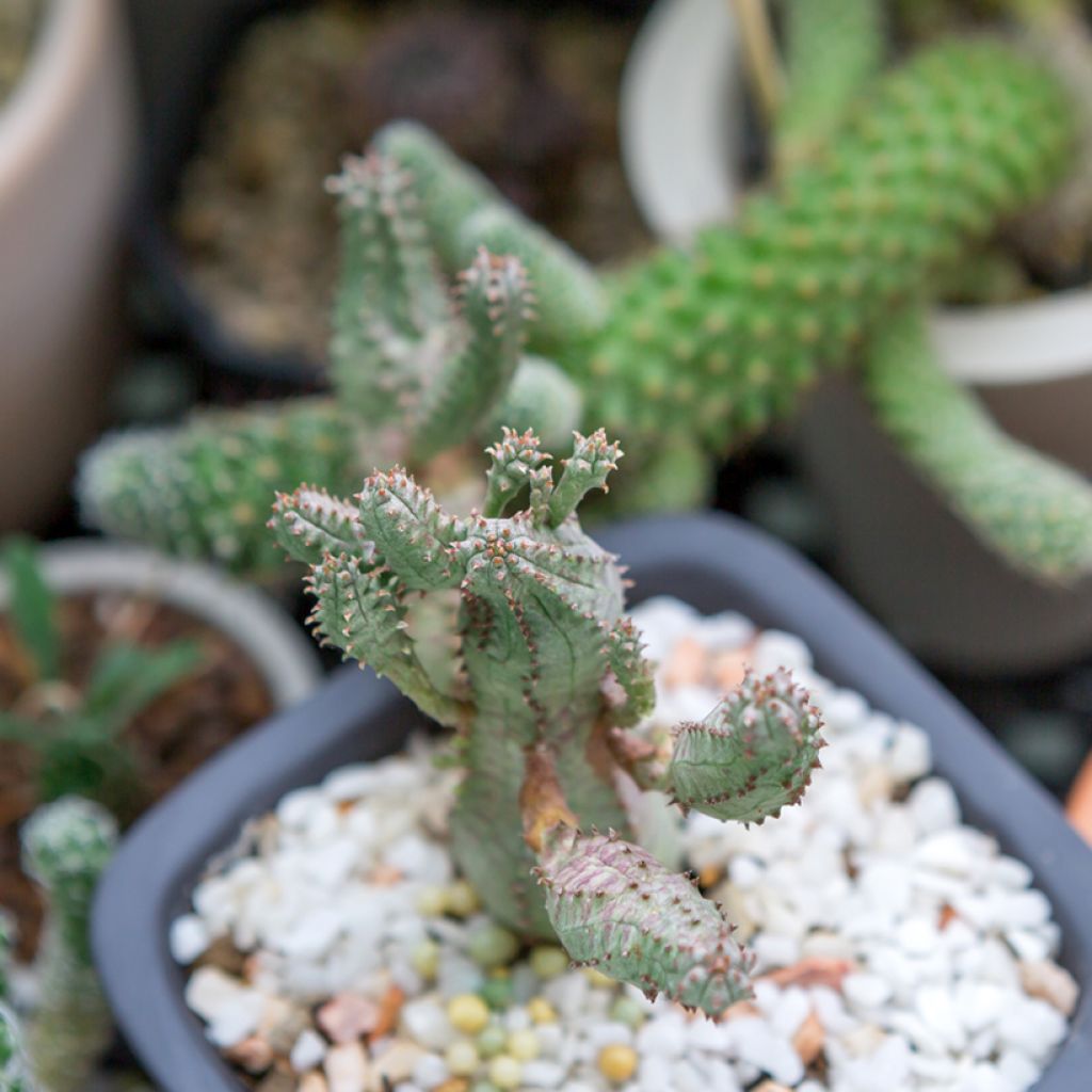 Euphorbia globosa