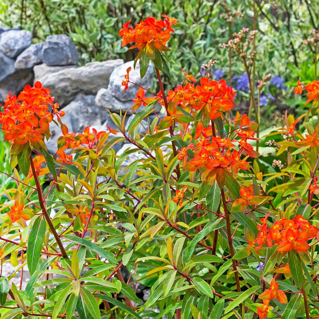 Euphorbia griffithii Fireglow