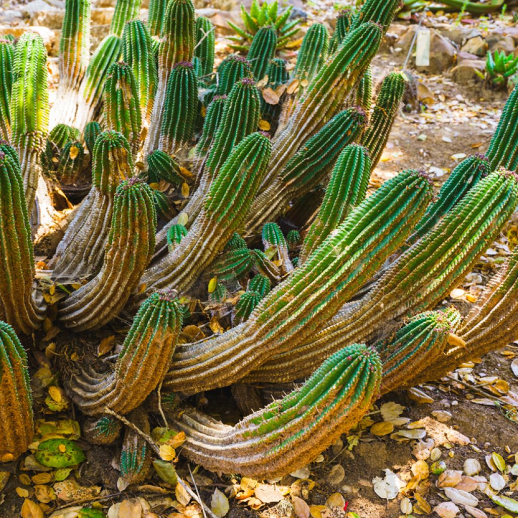 Euphorbia horrida
