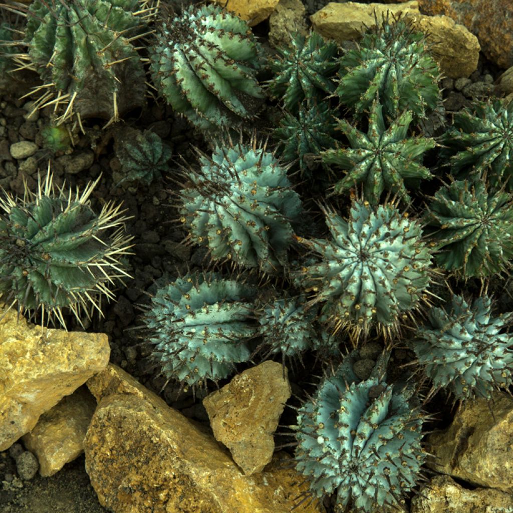 Euphorbia horrida
