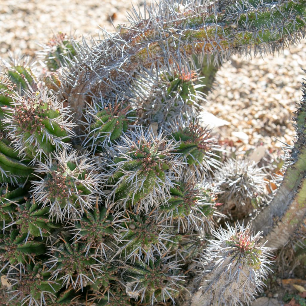 Euphorbia horrida
