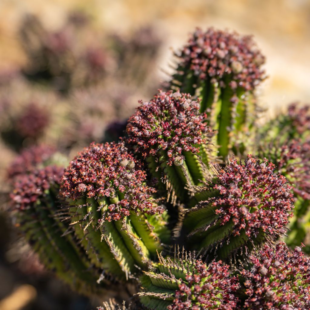 Euphorbia horrida