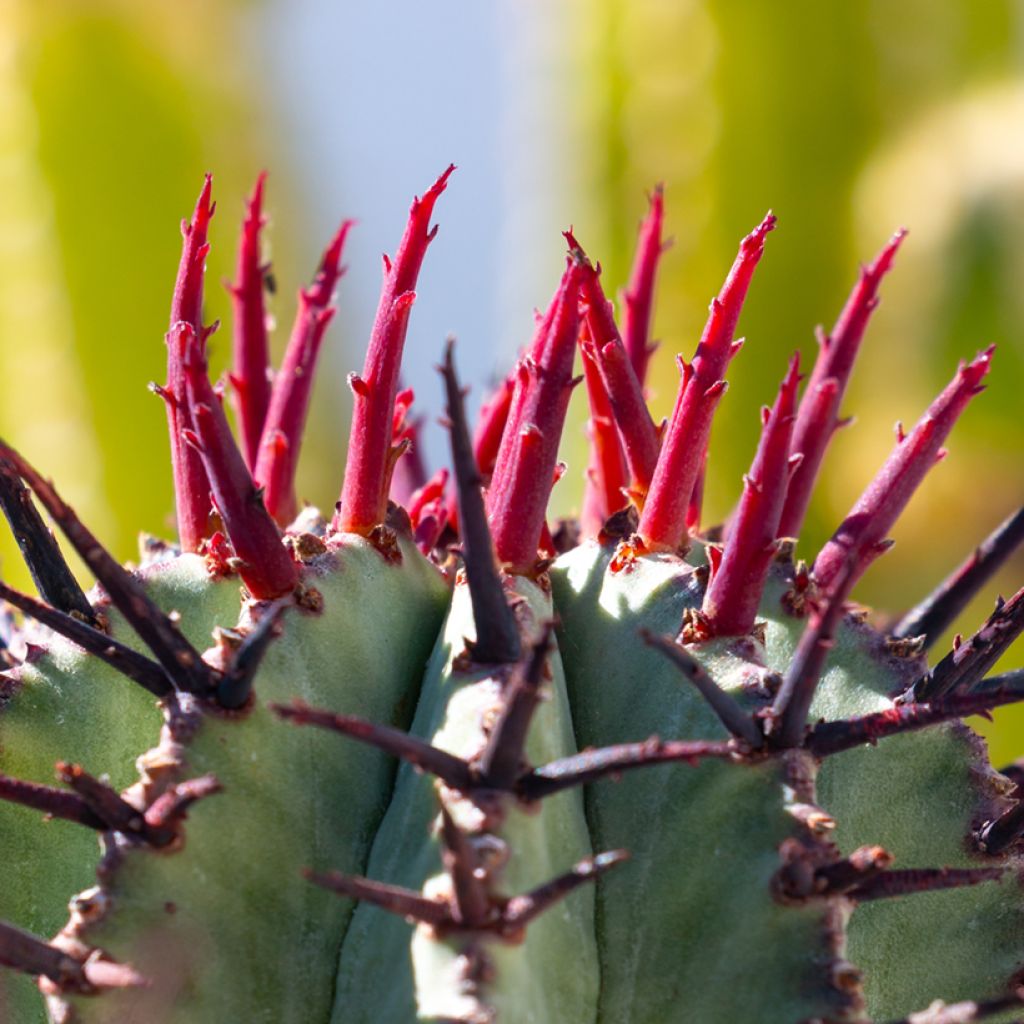 Euphorbia horrida Alba