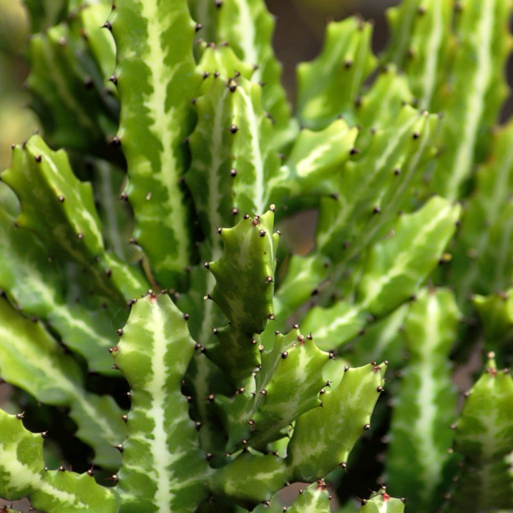 Euphorbia lactea