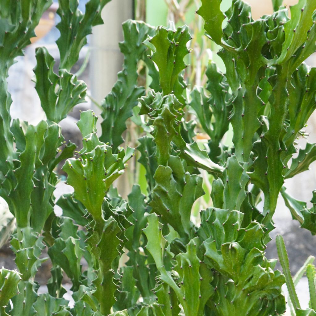 Euphorbia lactea