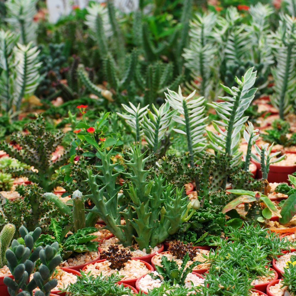 Euphorbia lactea