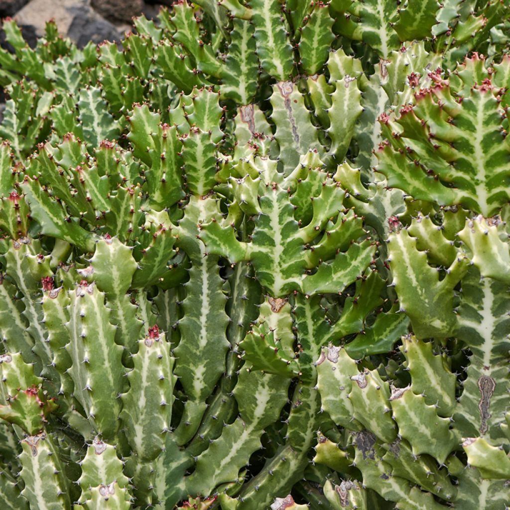 Euphorbia lactea