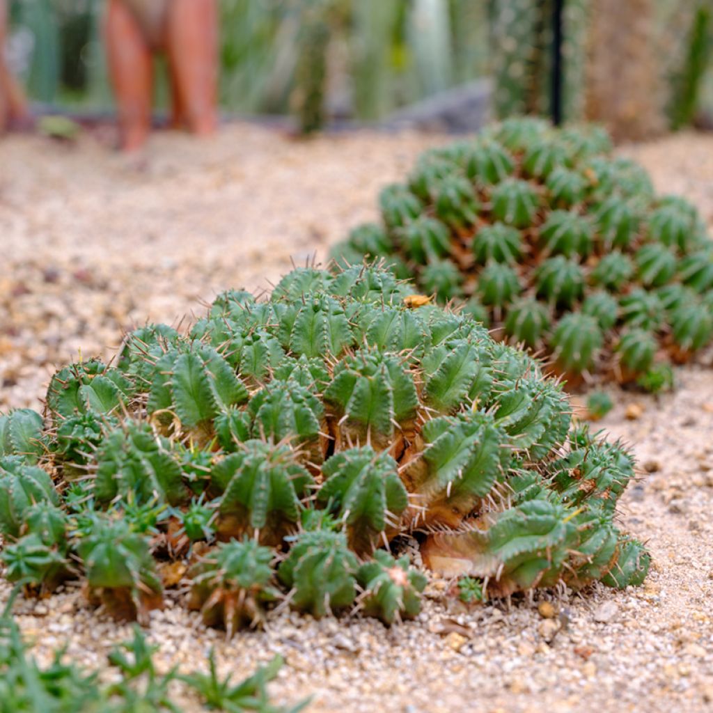 Euphorbia meloformis - Euphorbe