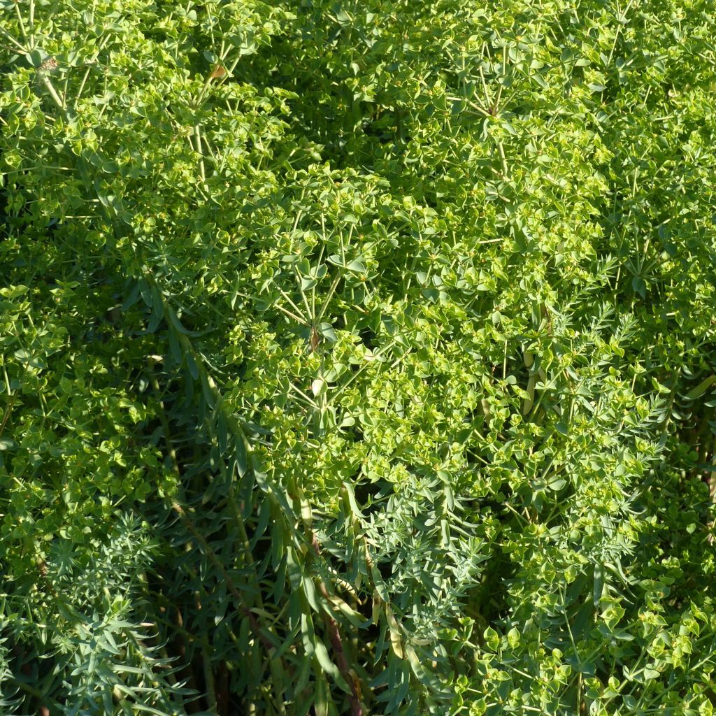 Euphorbia pithyusa subsp. cupanii Ponte Leccia