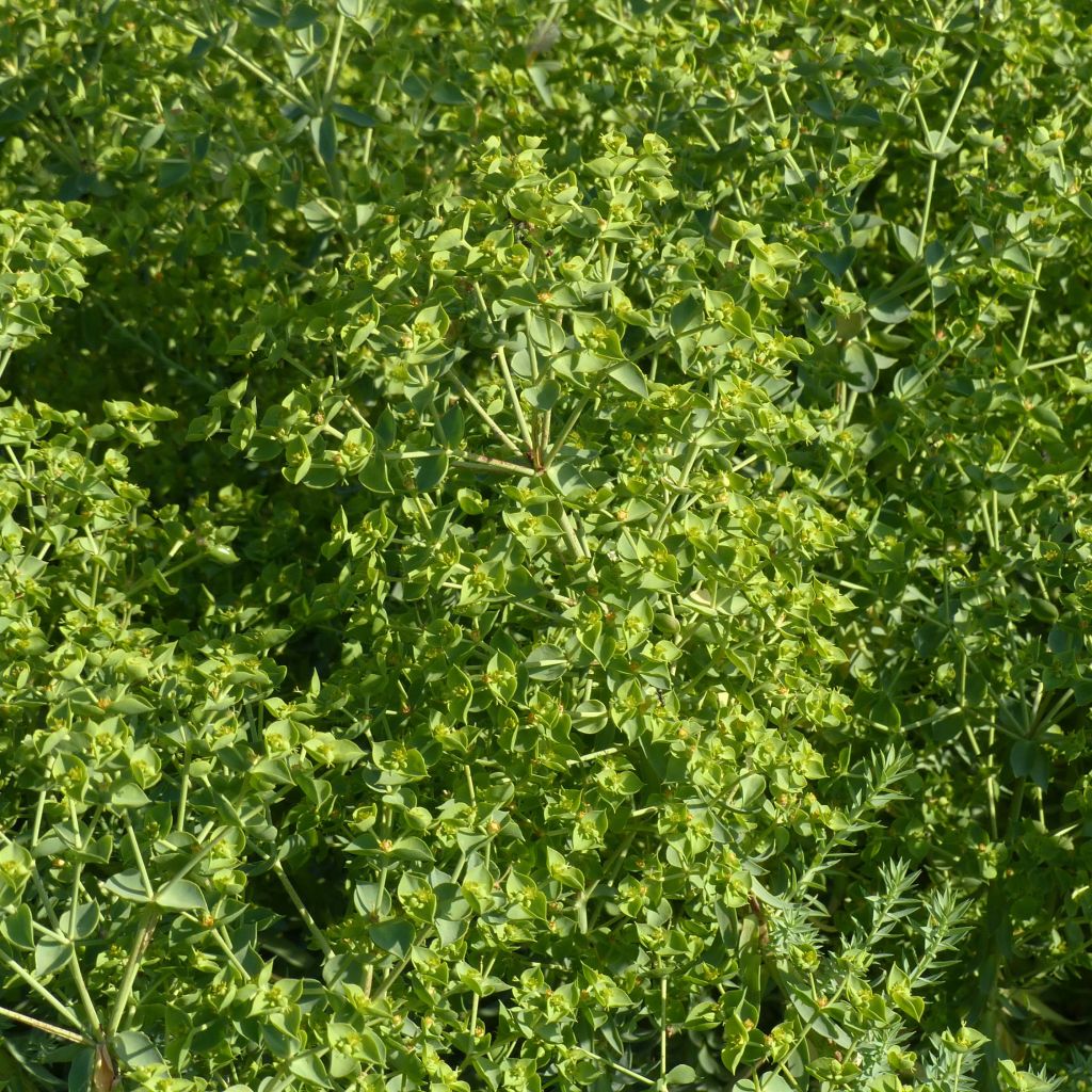 Euphorbia pithyusa subsp. cupanii Ponte Leccia