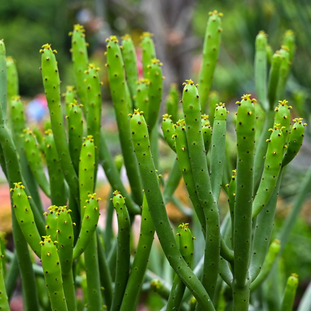 Euphorbia tirucalli - Albero delle Matite