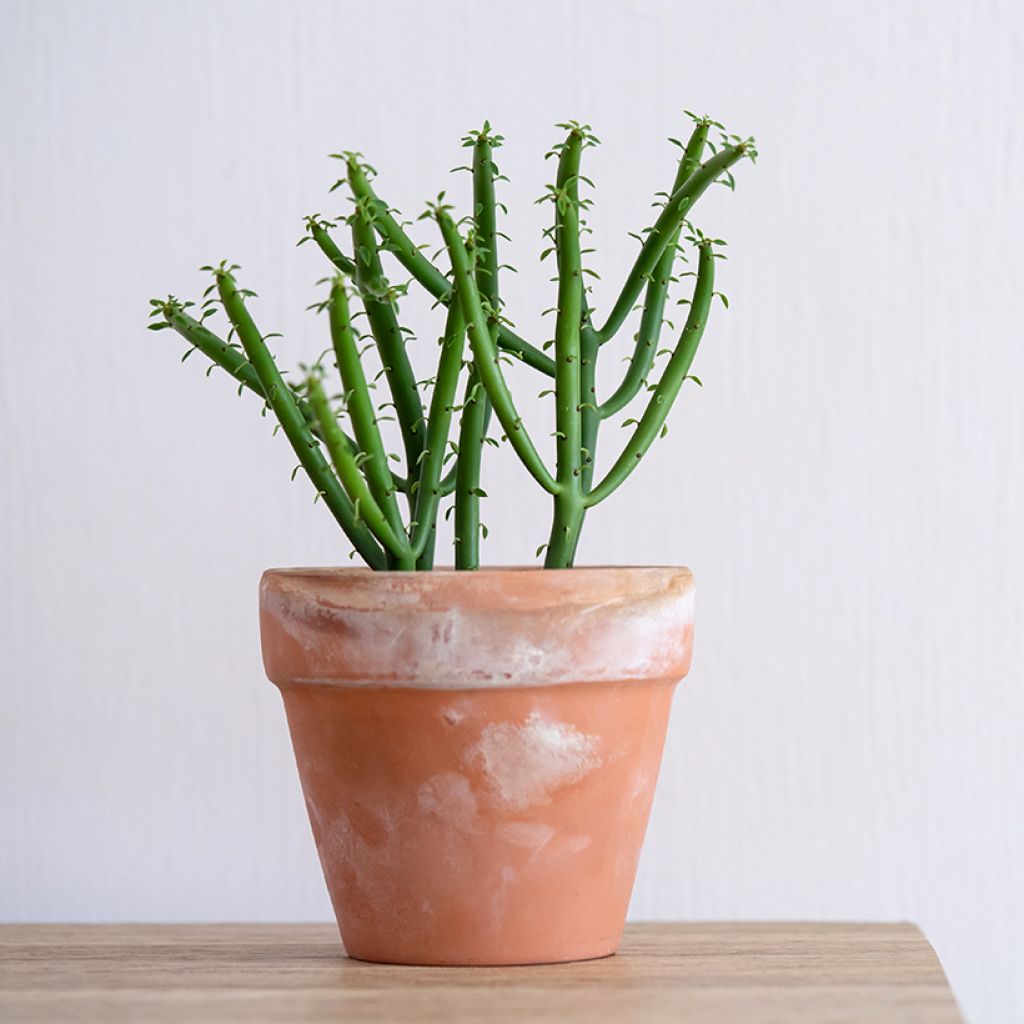 Euphorbia tirucalli - Albero delle Matite