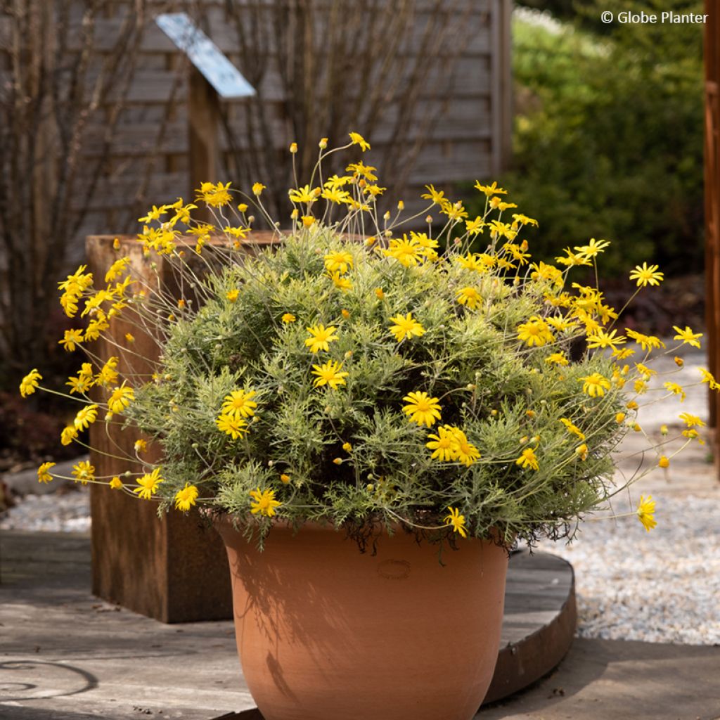 Euryops Infinity