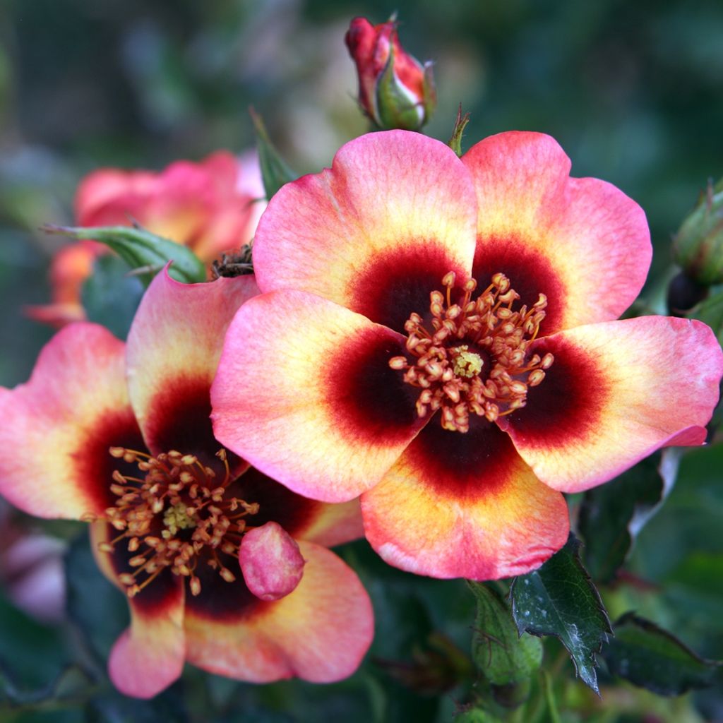 Rosier nain Fancy Babylon Eyes®