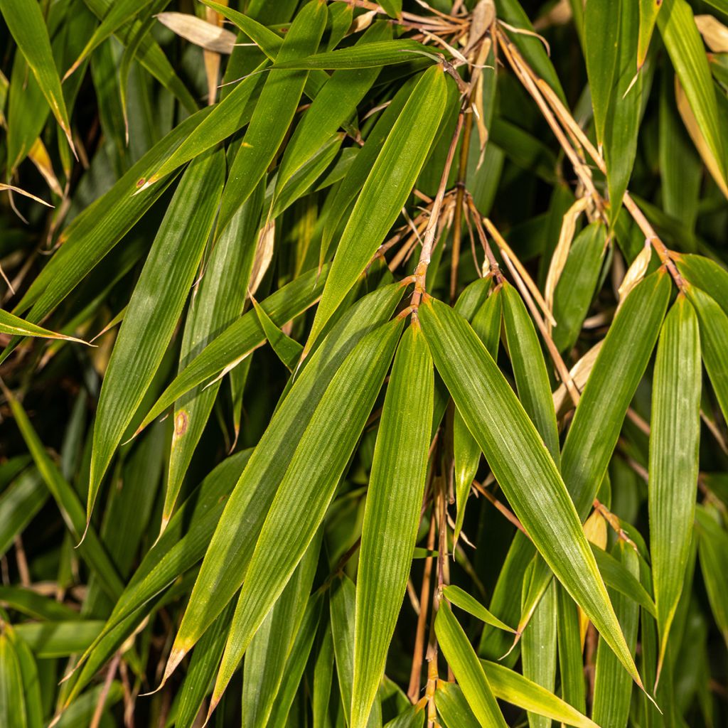Fargesia robusta