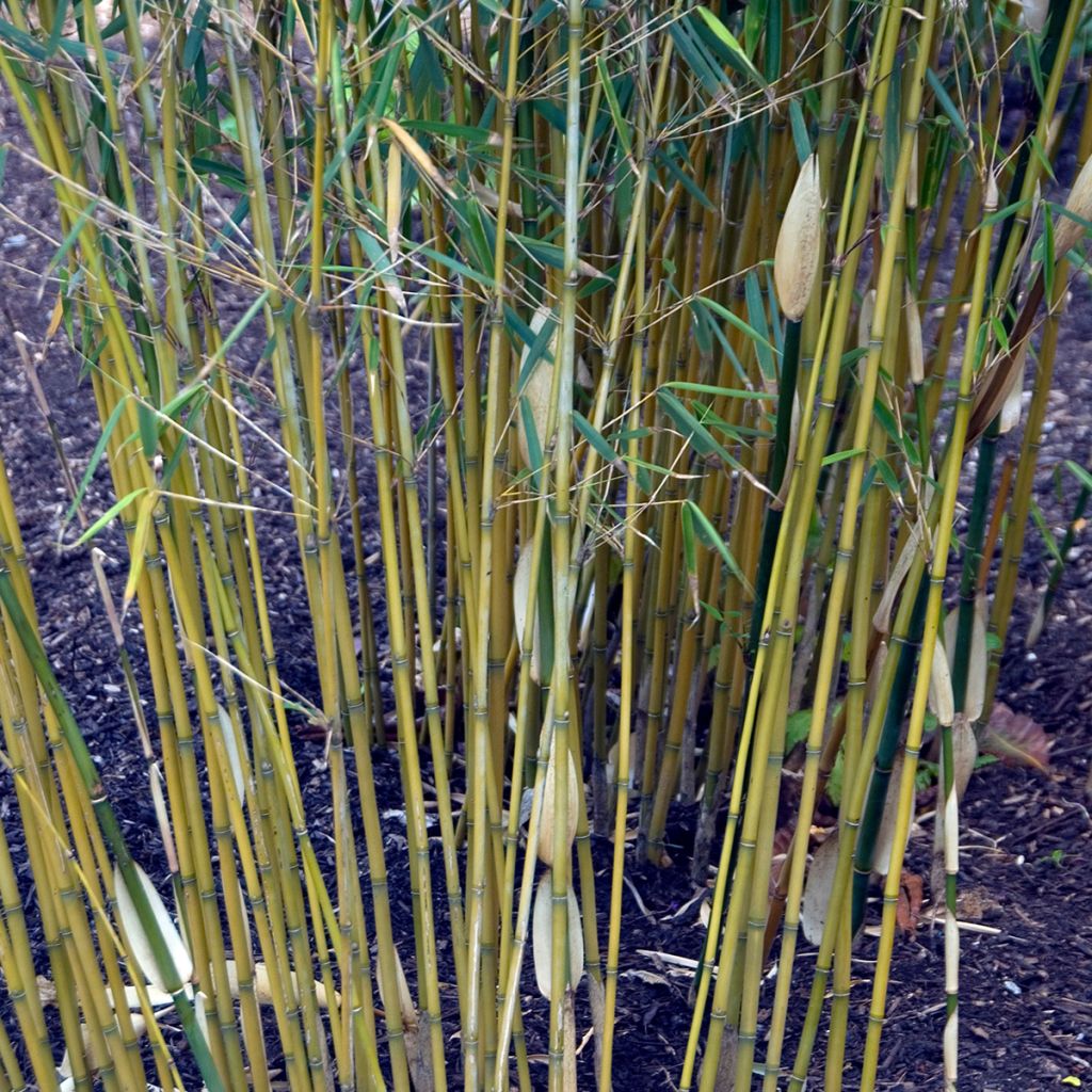 Fargesia robusta