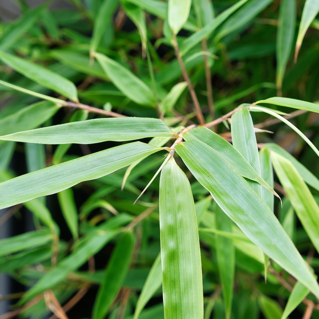 Fargesia robusta