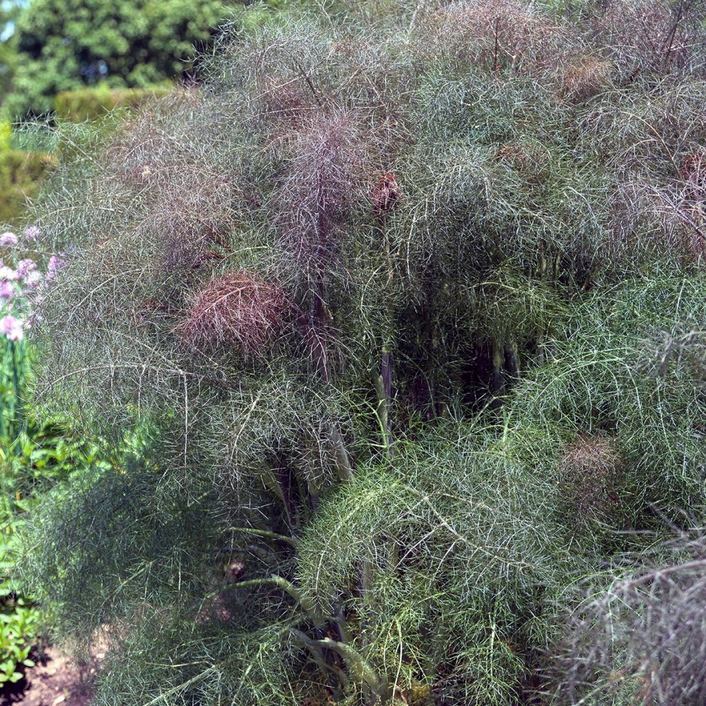 Finocchio selvatico Purpureum Bio - Ferme de Sainte Marthe