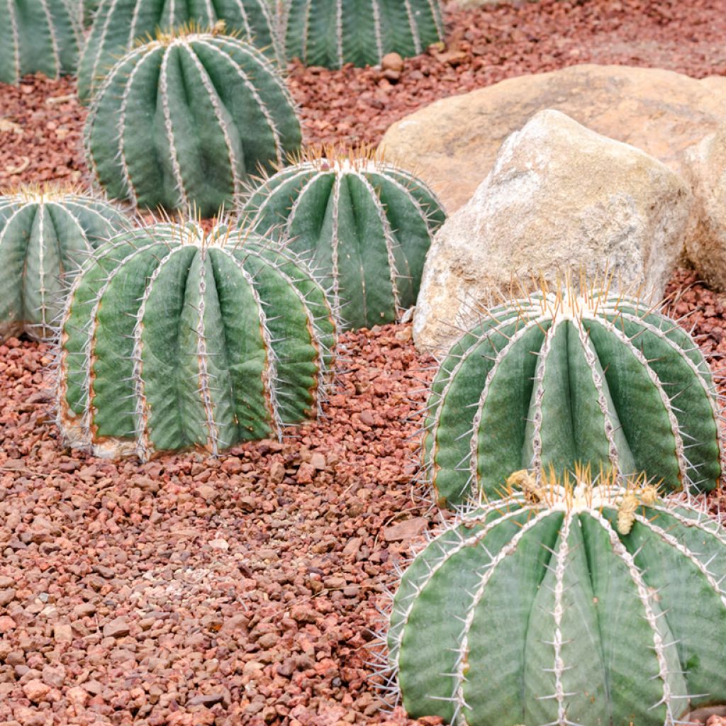 Ferocactus glaucescens