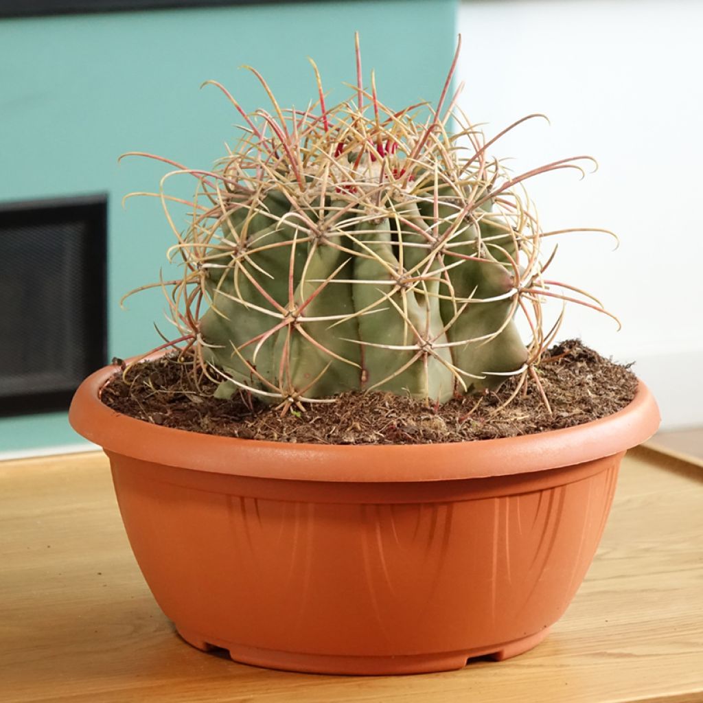 Ferocactus emoryi
