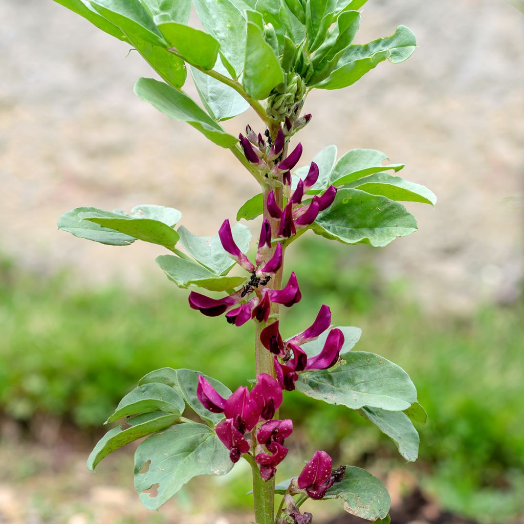 Fava Crimson Flowered
