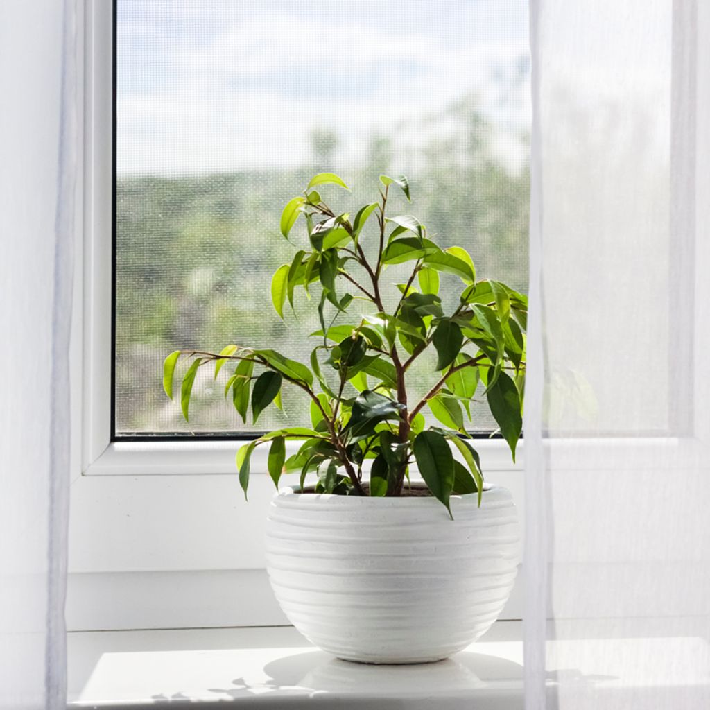 Ficus Exotica